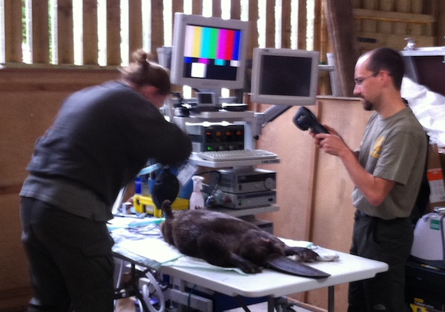 Beaver anaesthetised on table with vet operating