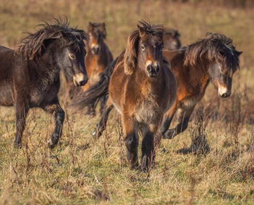 Exmoor Ponies